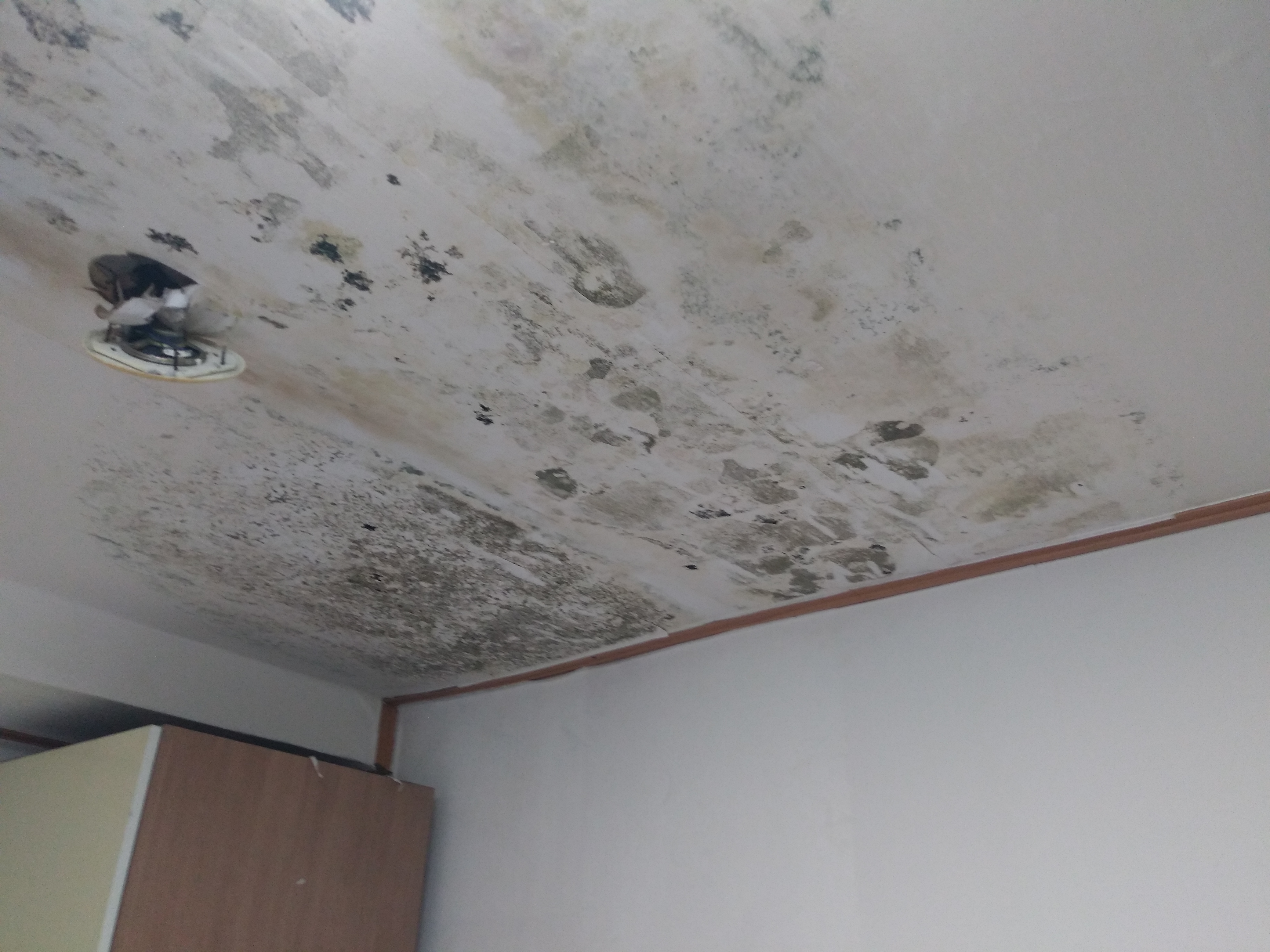 A434호 벽지에 온통 곰팡이 입니다.