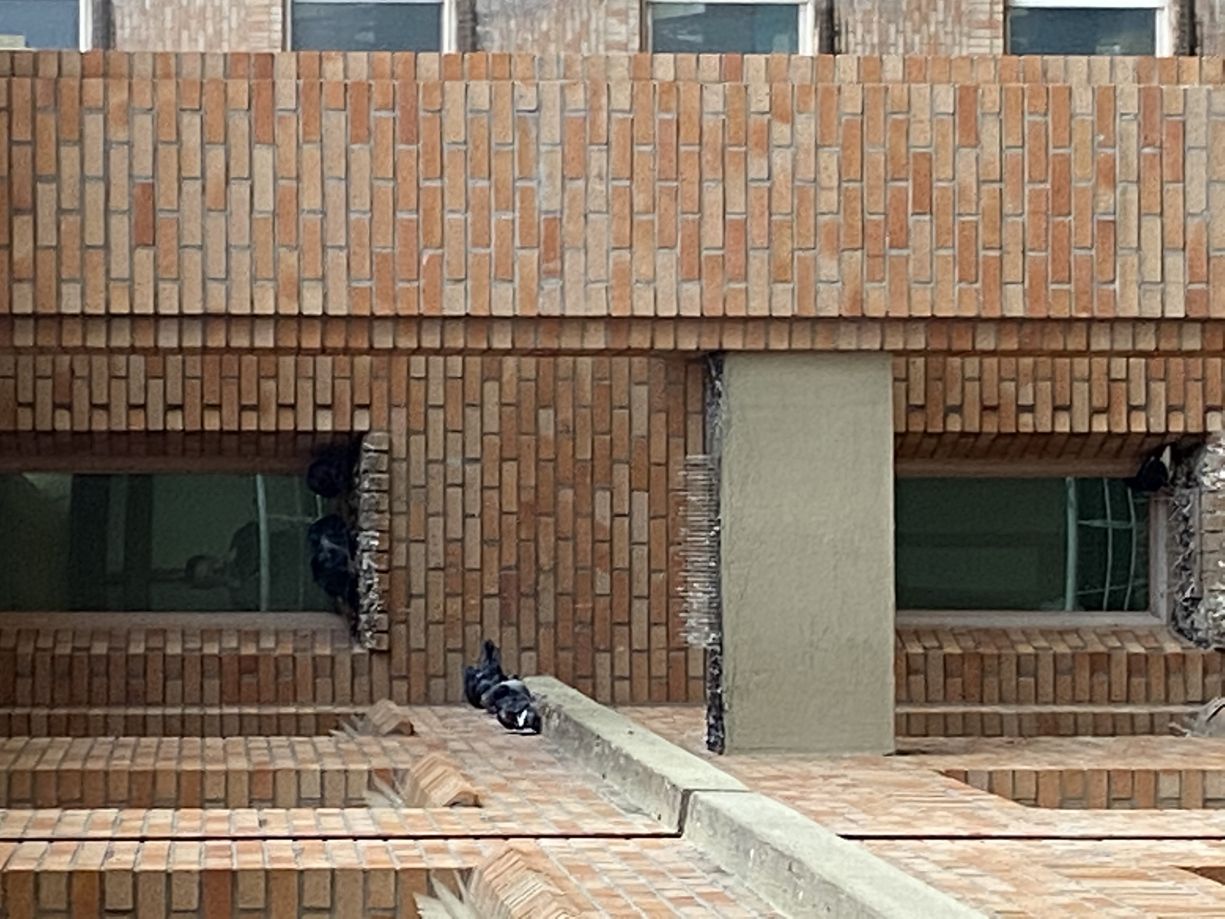 3호관 3426호실 비둘기