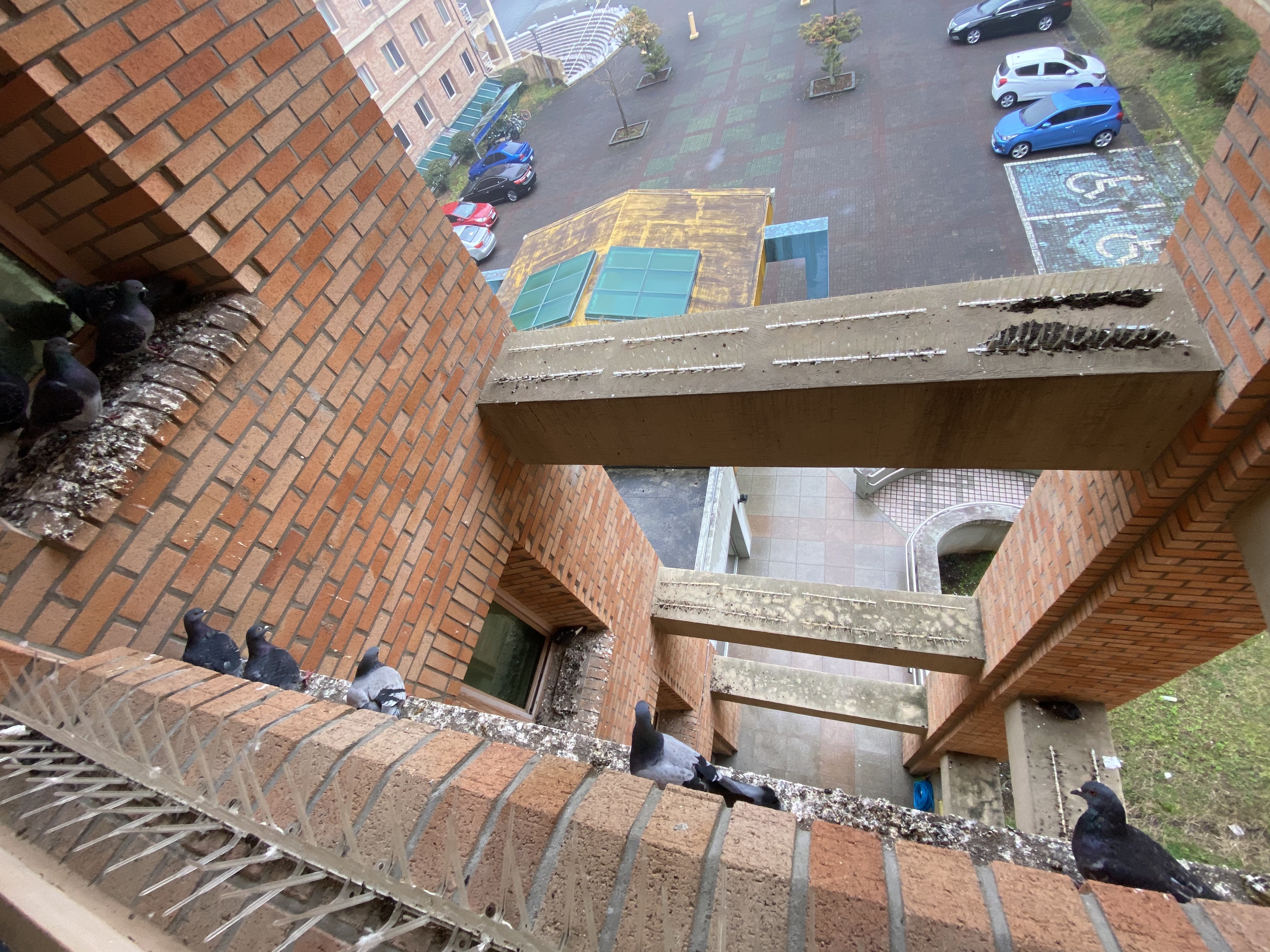 3호관 3426호실 비둘기