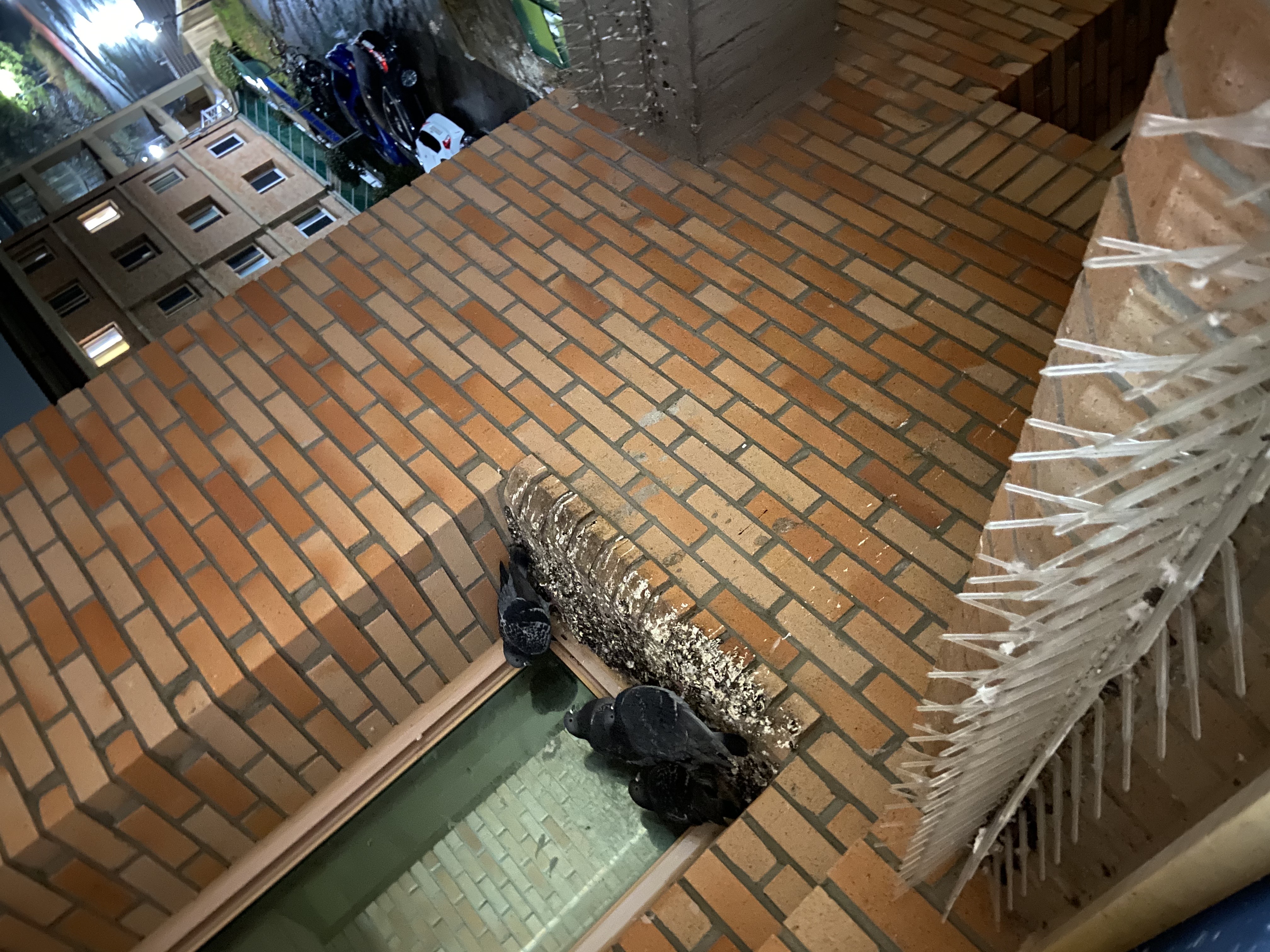 3호관 3426호실 비둘기