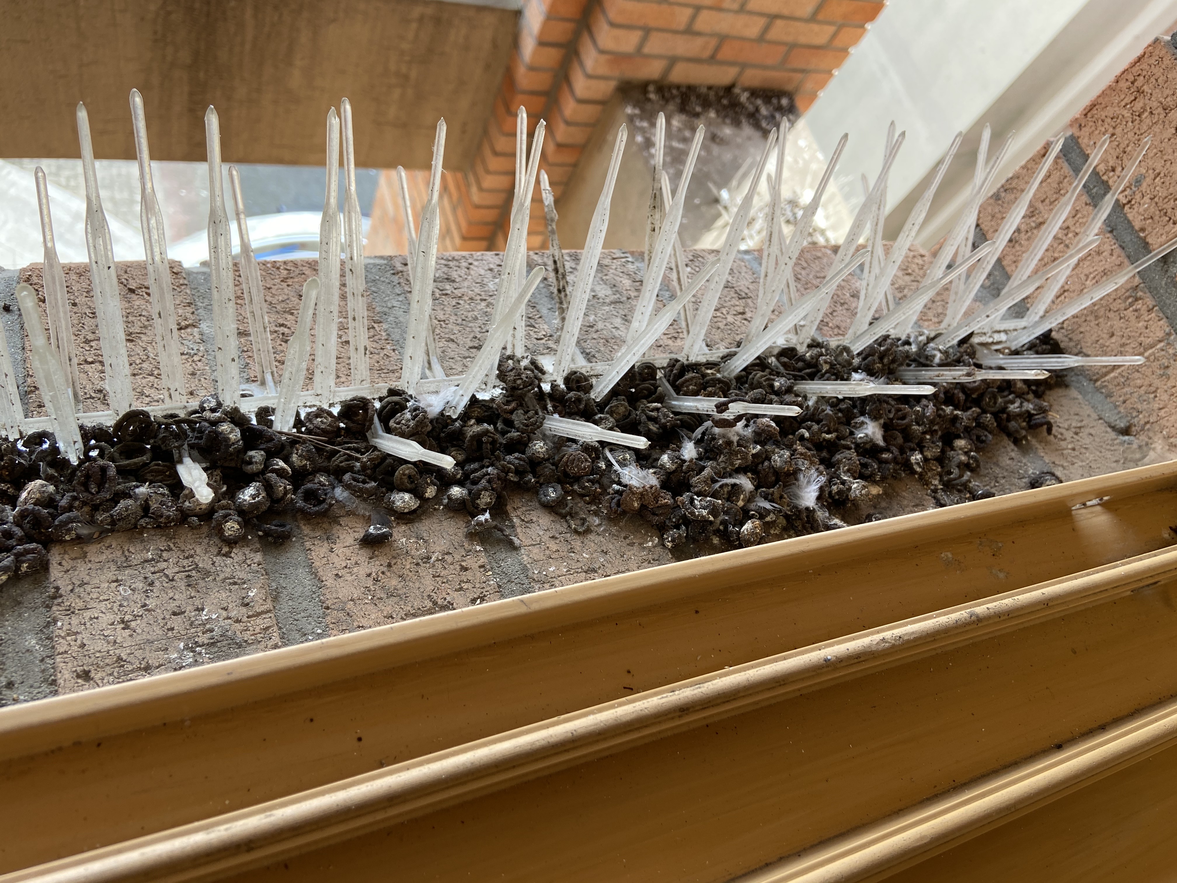 3호관 3426호실 비둘기